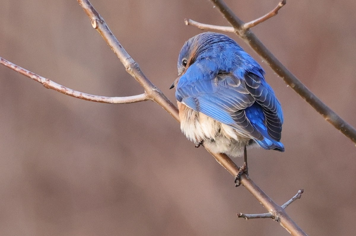 Eastern Bluebird - ML318190061