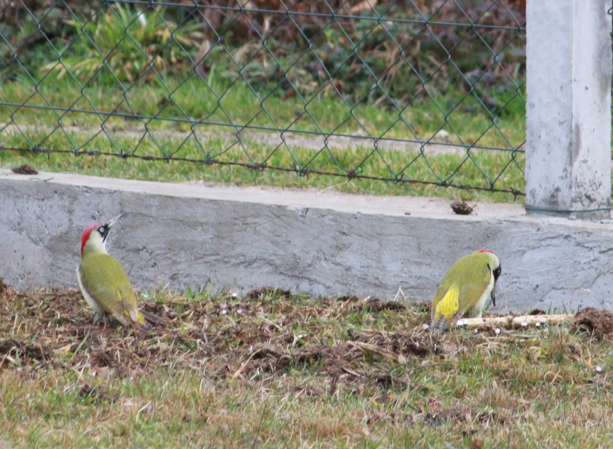 Eurasian Green Woodpecker - ML31819011