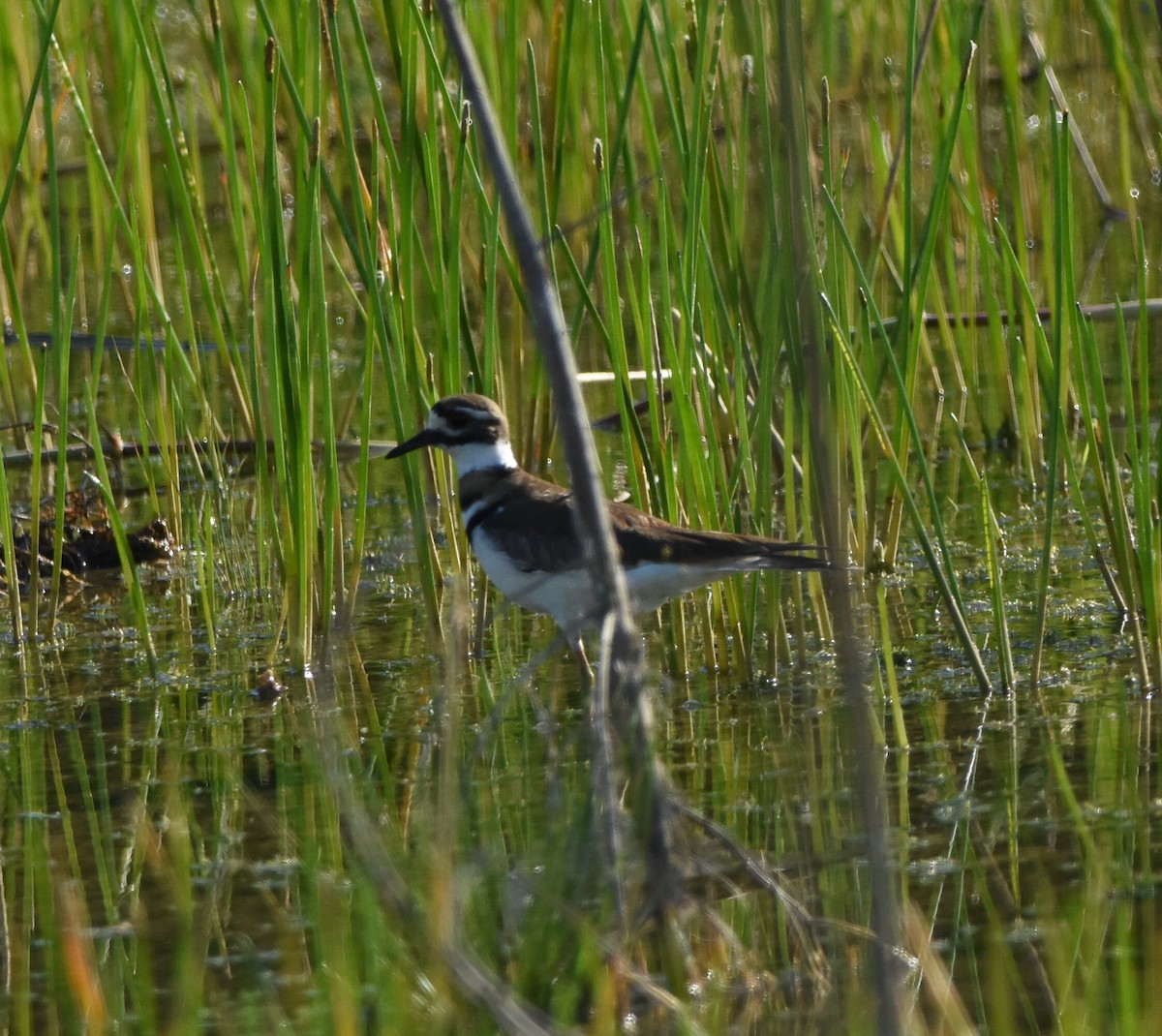 Killdeer - ML318190731