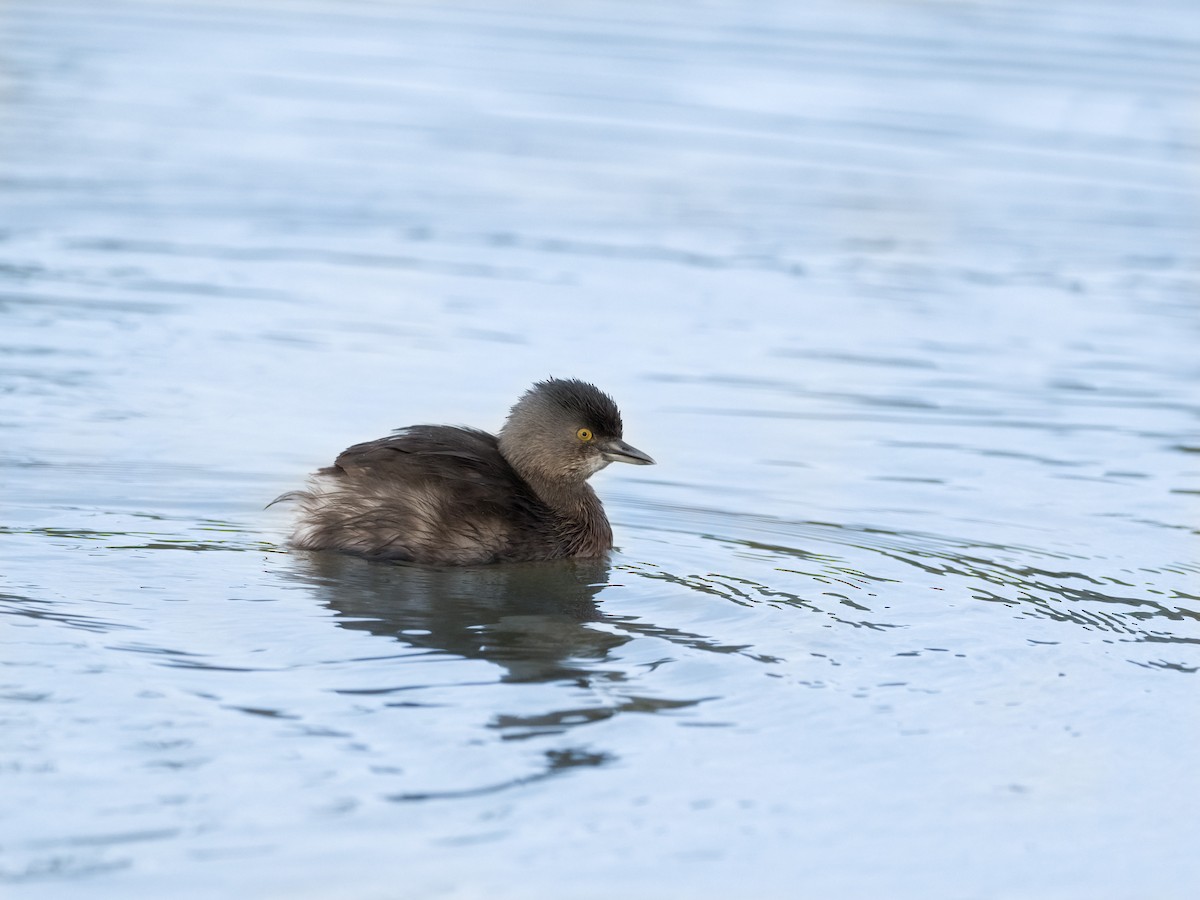 Least Grebe - ML318190951