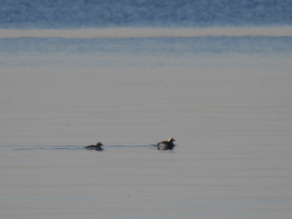 Long-tailed Duck - ML318191611