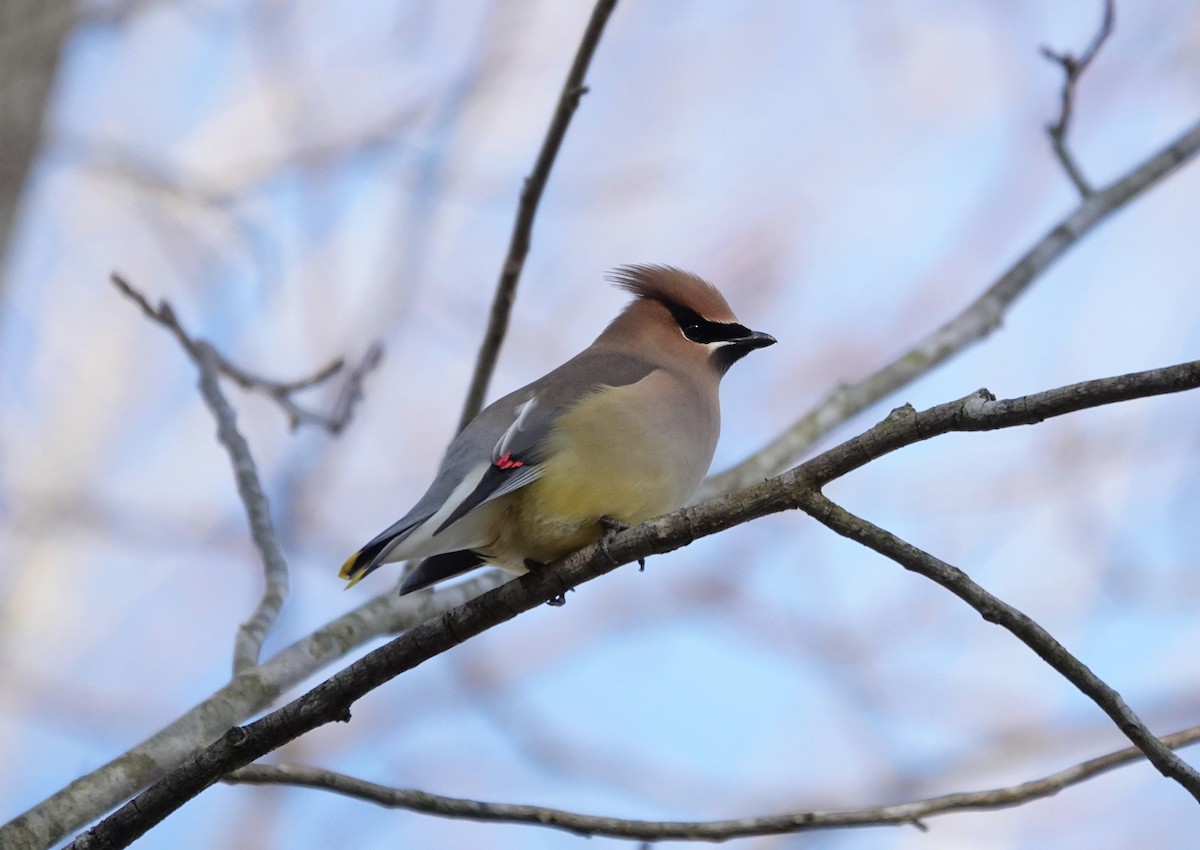 Cedar Waxwing - ML318192631