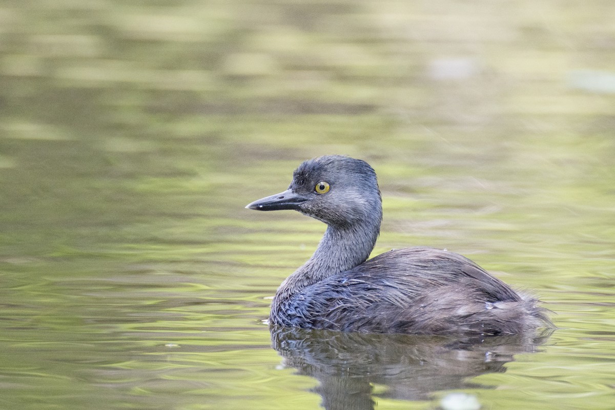 Least Grebe - Colton Robbins