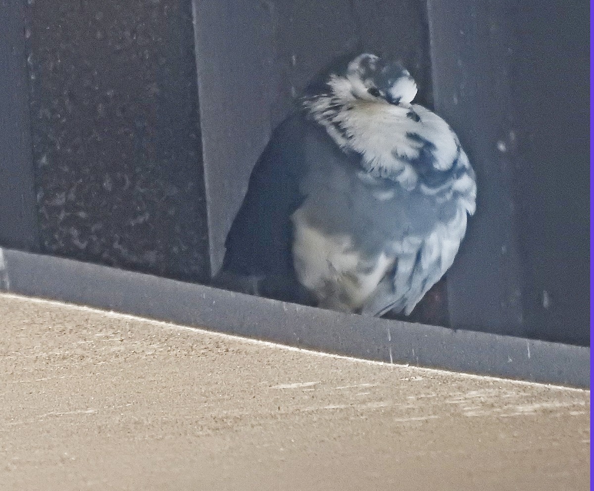 Rock Pigeon (Feral Pigeon) - ML318194881