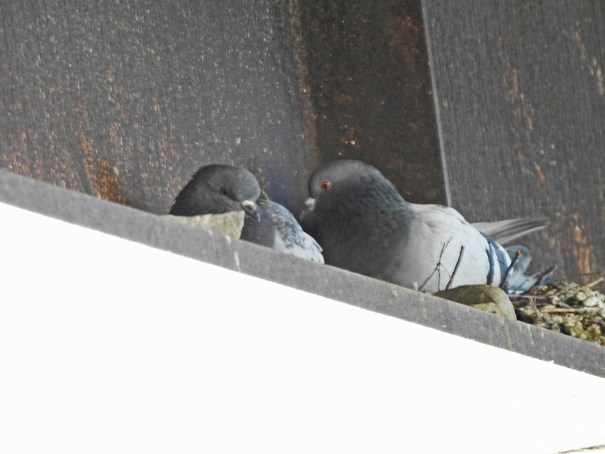 Rock Pigeon (Feral Pigeon) - ML318194901