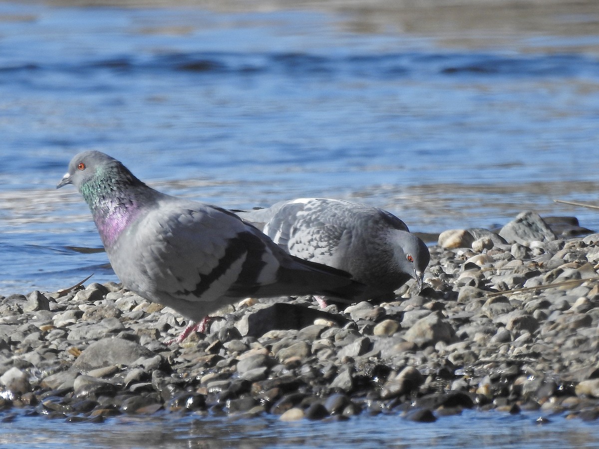 Rock Pigeon (Feral Pigeon) - ML318194931