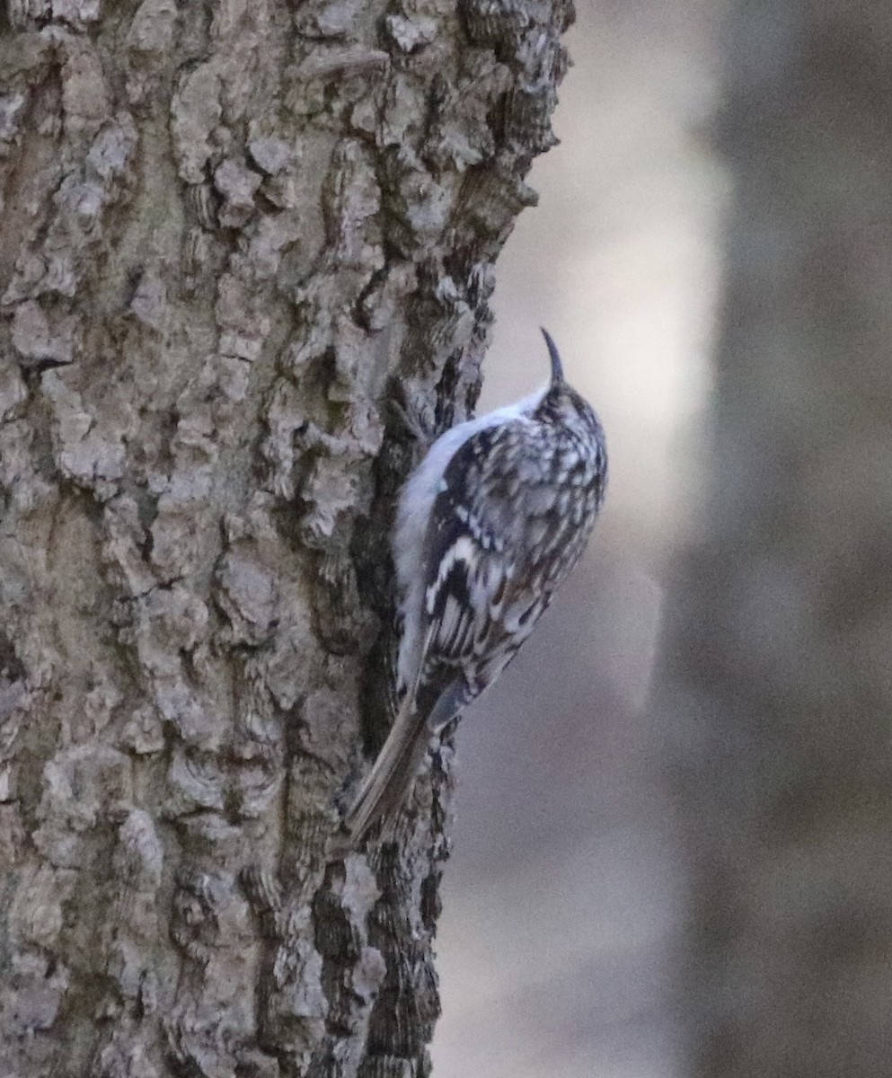 Brown Creeper - ML318195611