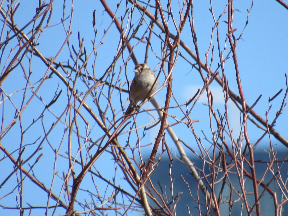 American Tree Sparrow - ML318197911