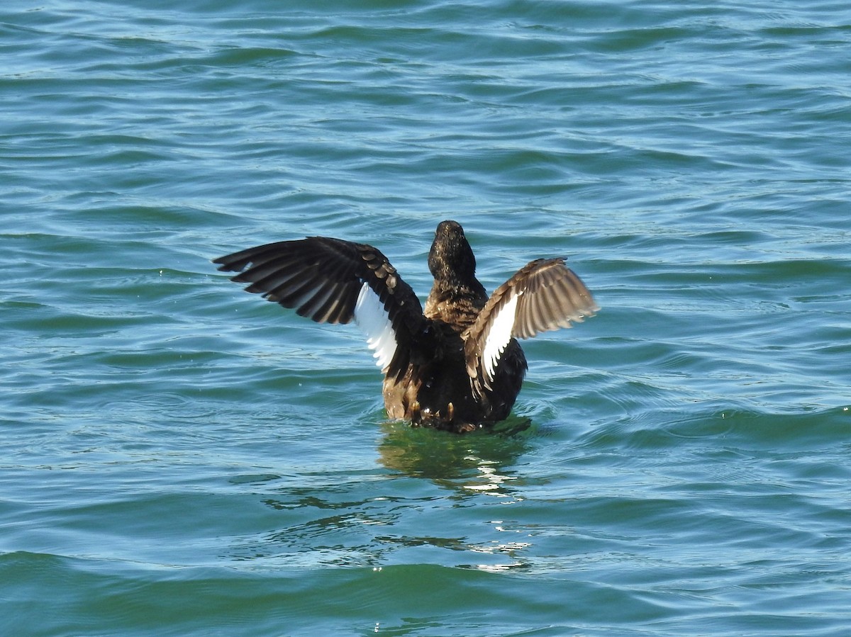 White-winged Scoter - ML318198651