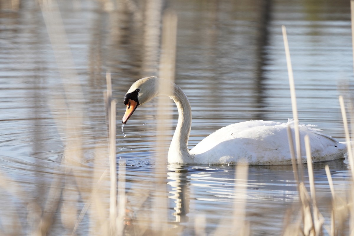 Cygne tuberculé - ML318198741