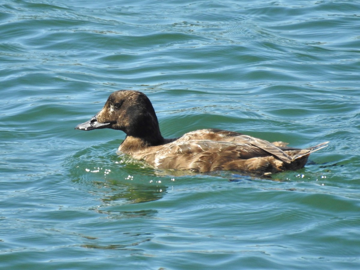 White-winged Scoter - ML318199251