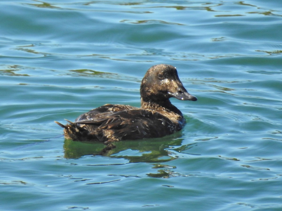 White-winged Scoter - ML318200361