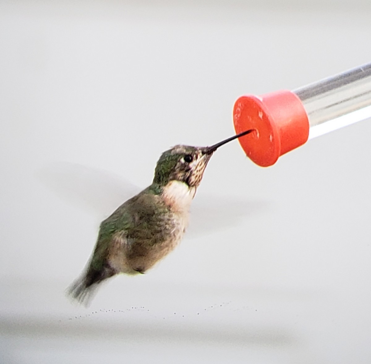 Calliope Hummingbird - ML318200471