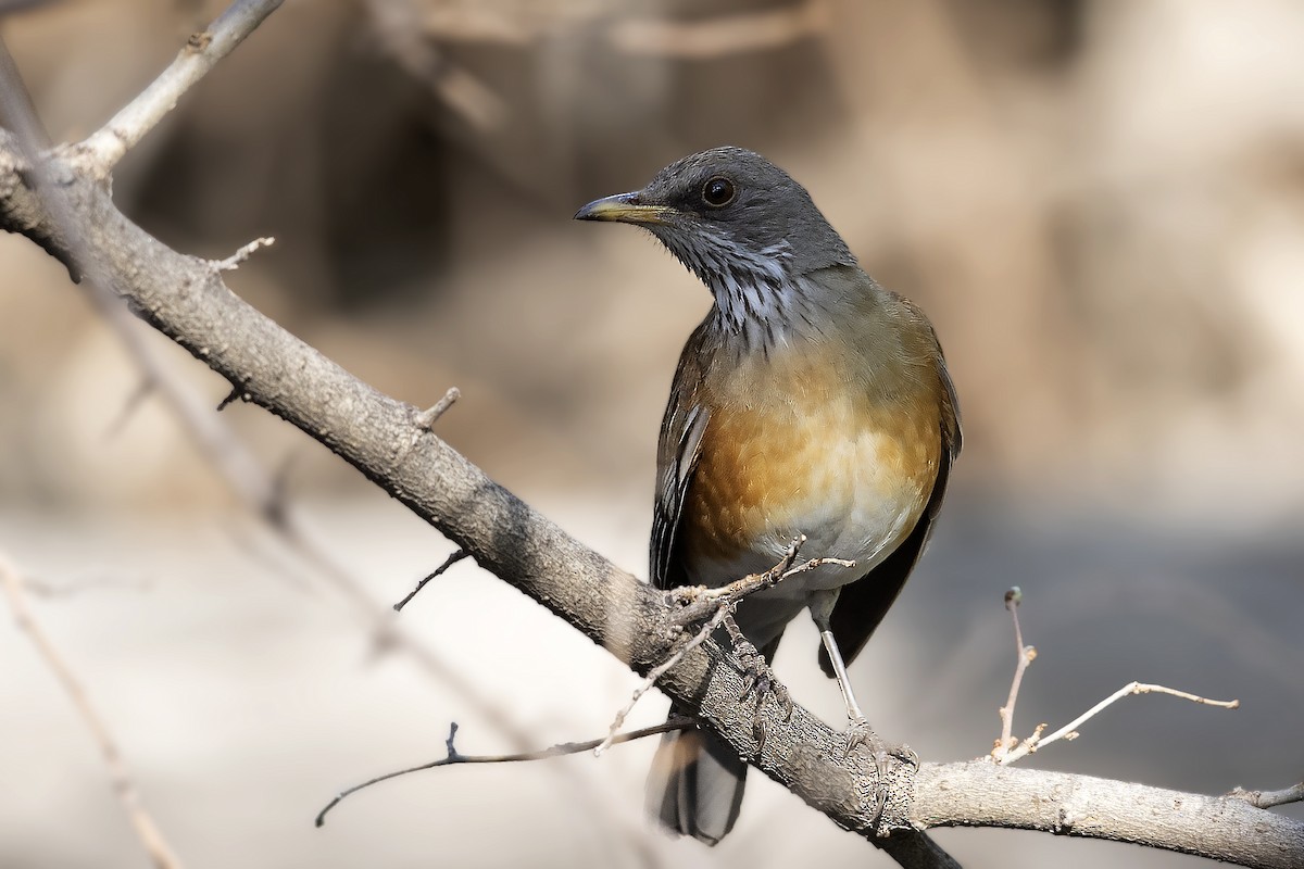 Rufous-backed Robin - ML318201031