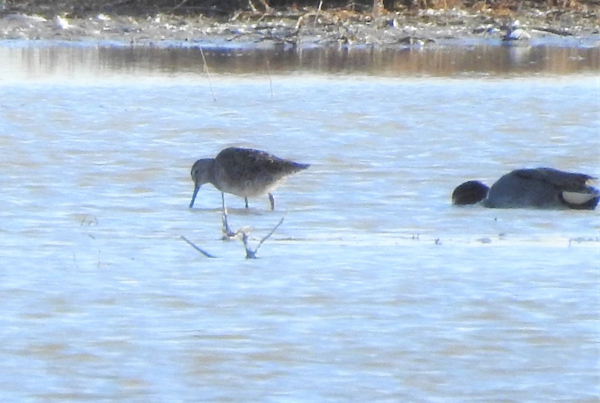 Long-billed Dowitcher - Crystal  Wilson