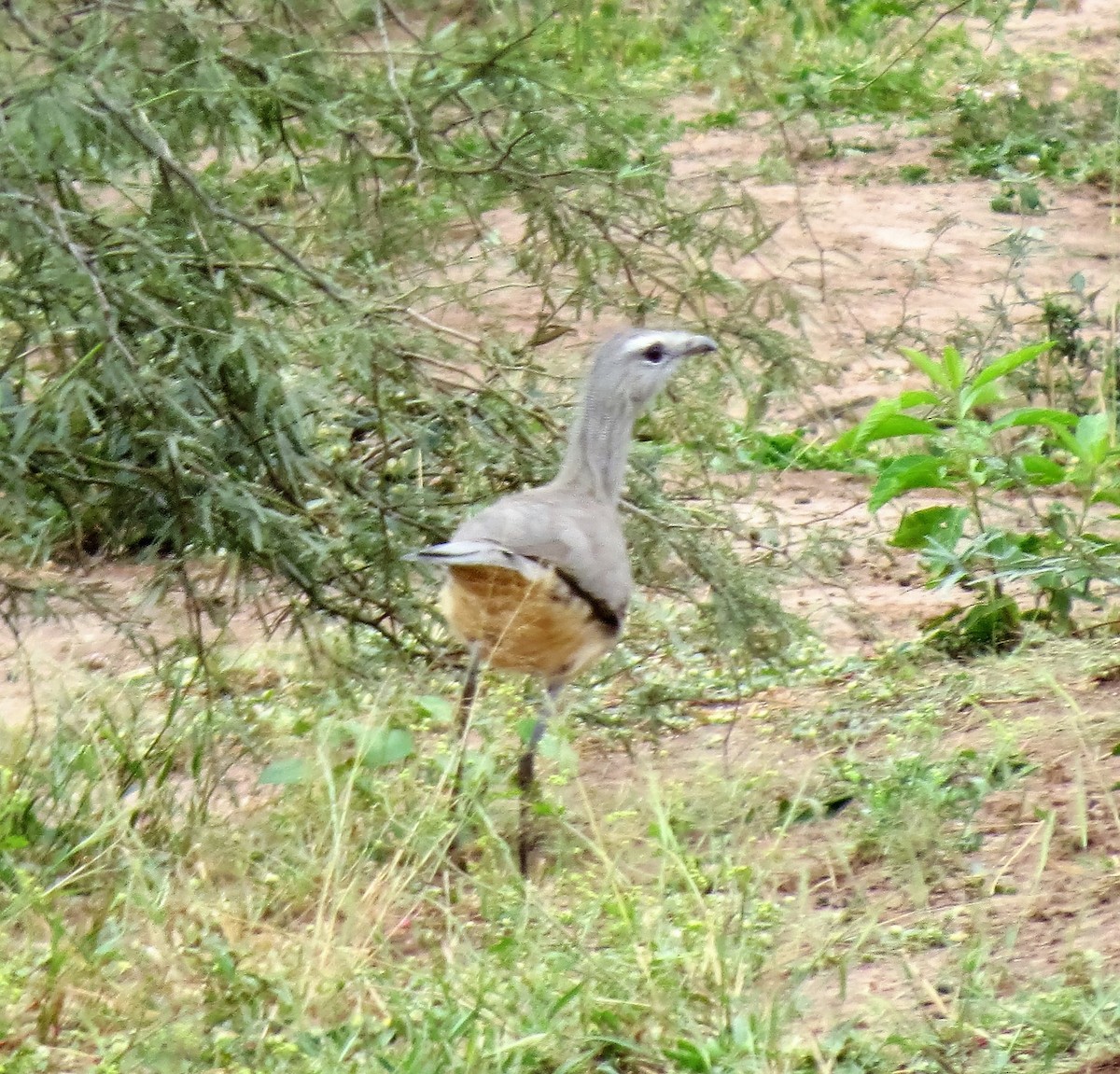 Black-legged Seriema - Todd Pepper