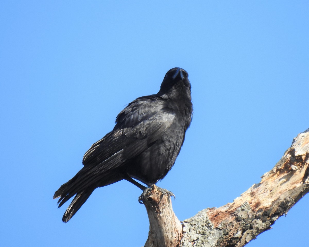 American Crow - ML318201961