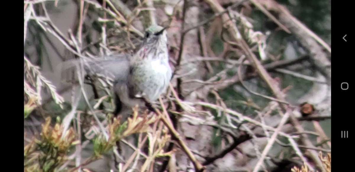 Calliope Hummingbird - ML318203761