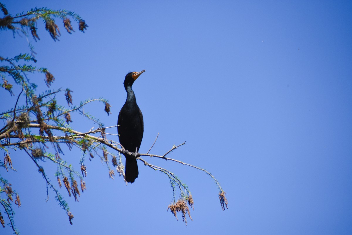 Double-crested Cormorant - ML318209031