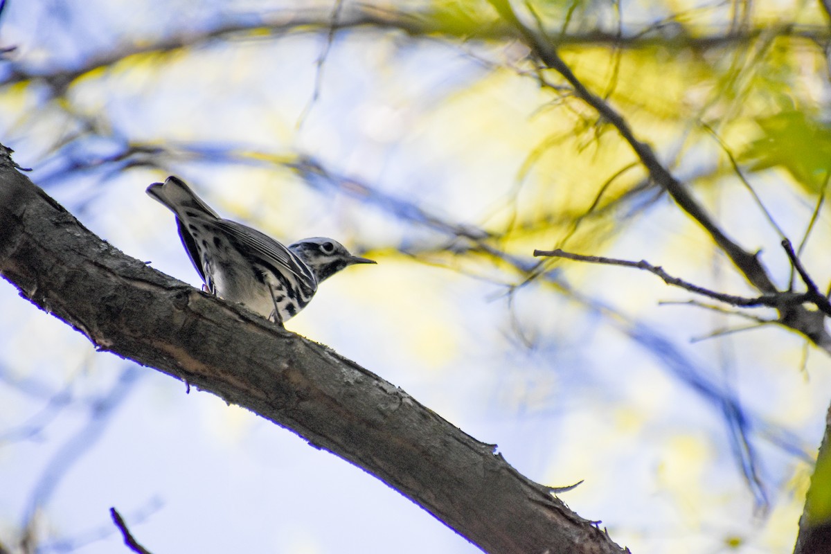 Black-and-white Warbler - Ky Clare
