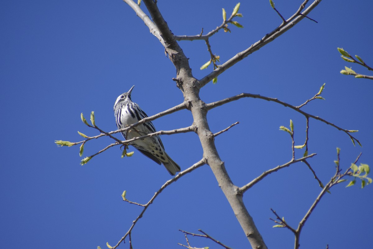 Black-and-white Warbler - ML318209231