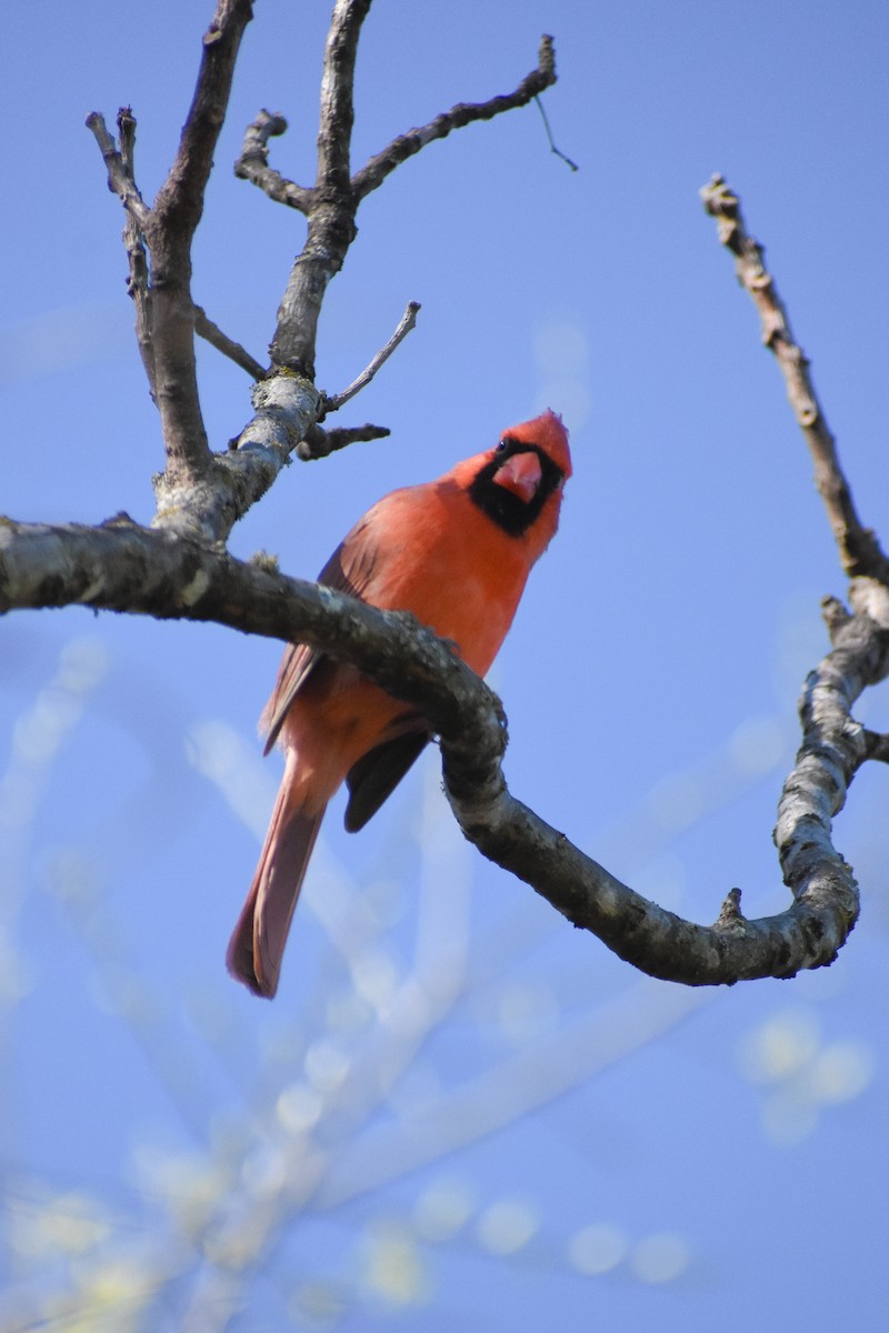 Northern Cardinal - ML318209521