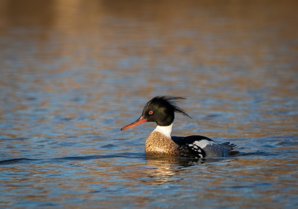 Red-breasted Merganser - ML318211131