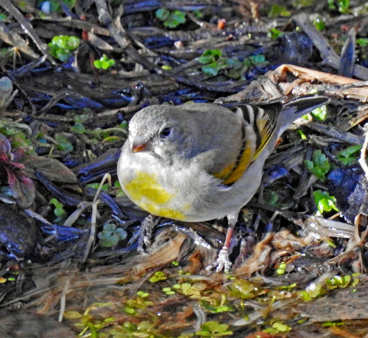 Lawrence's Goldfinch - Janet Ruth