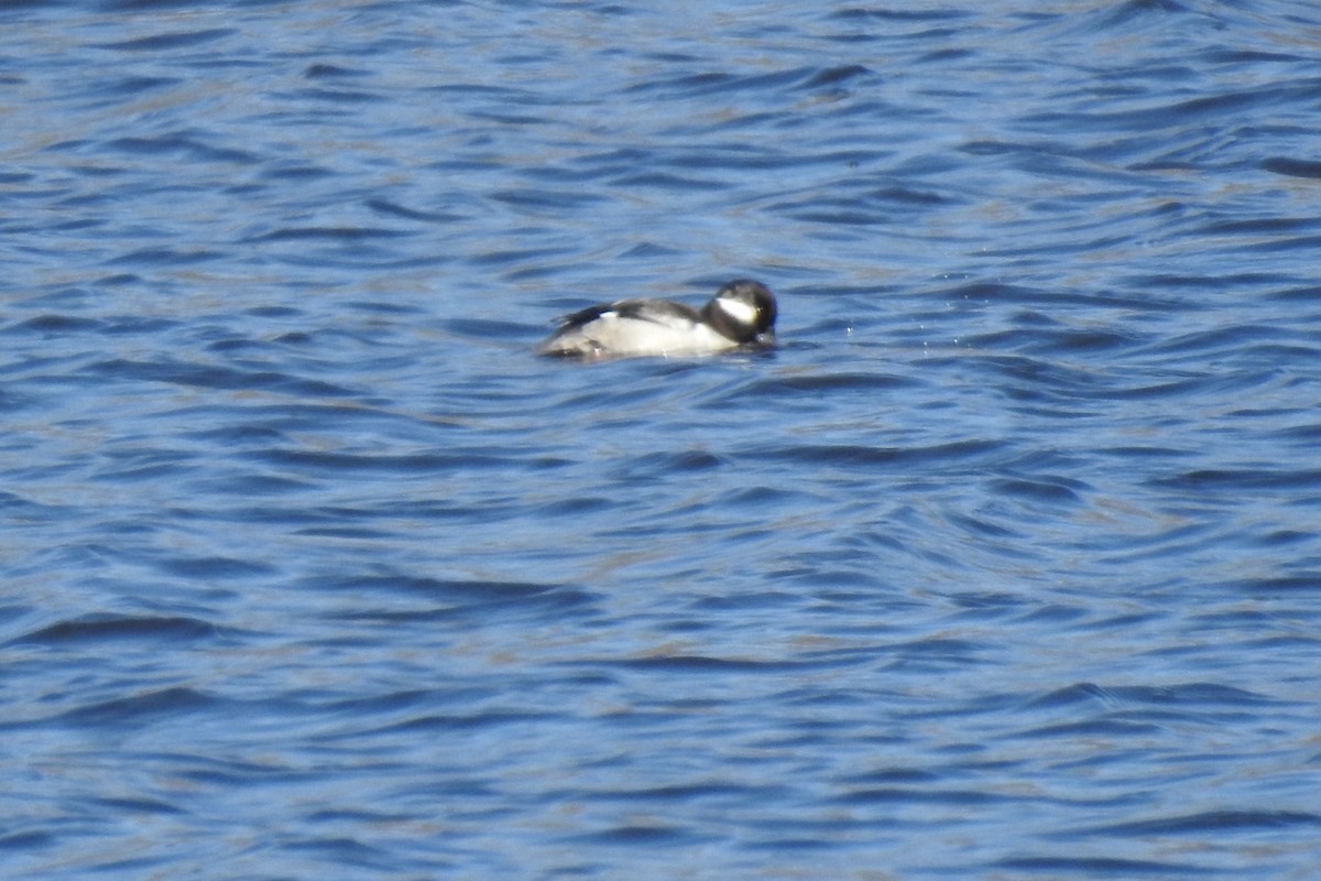 Bufflehead - Dan Belter