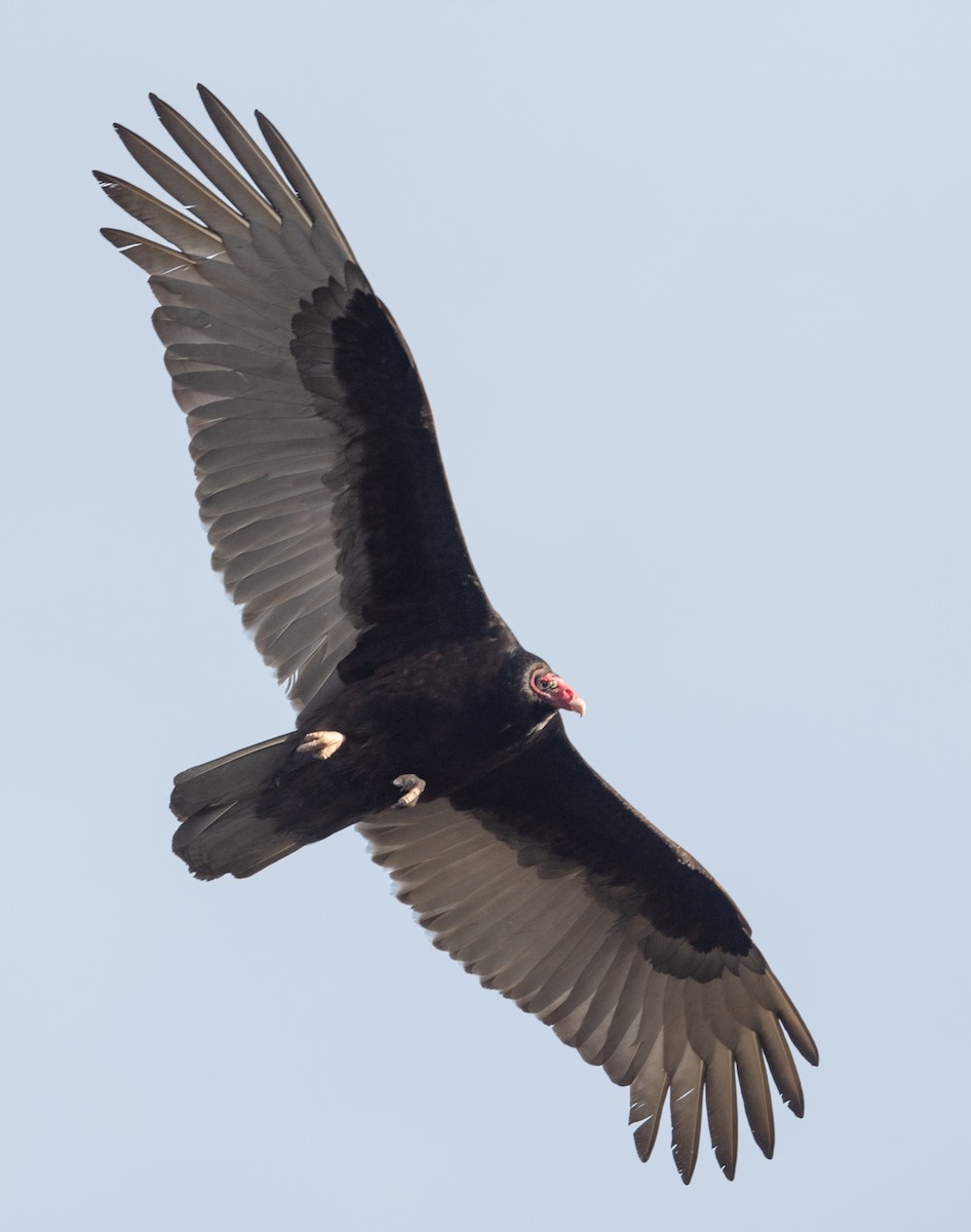 Turkey Vulture - ML318216781