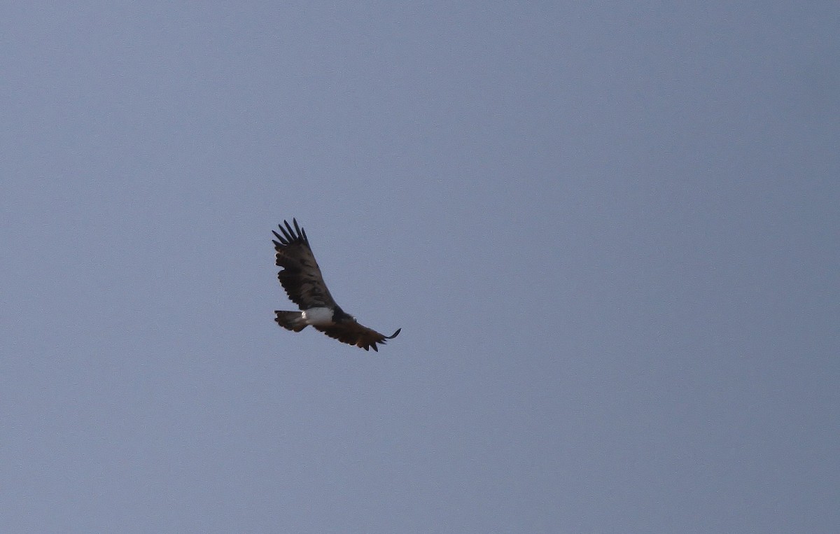 Martial Eagle - ML318217551