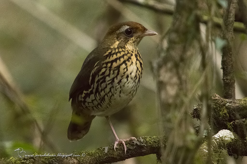 Short-tailed Antthrush - Marcelo Allende