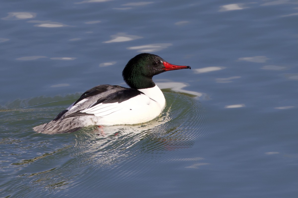 Common Merganser - ML318217811