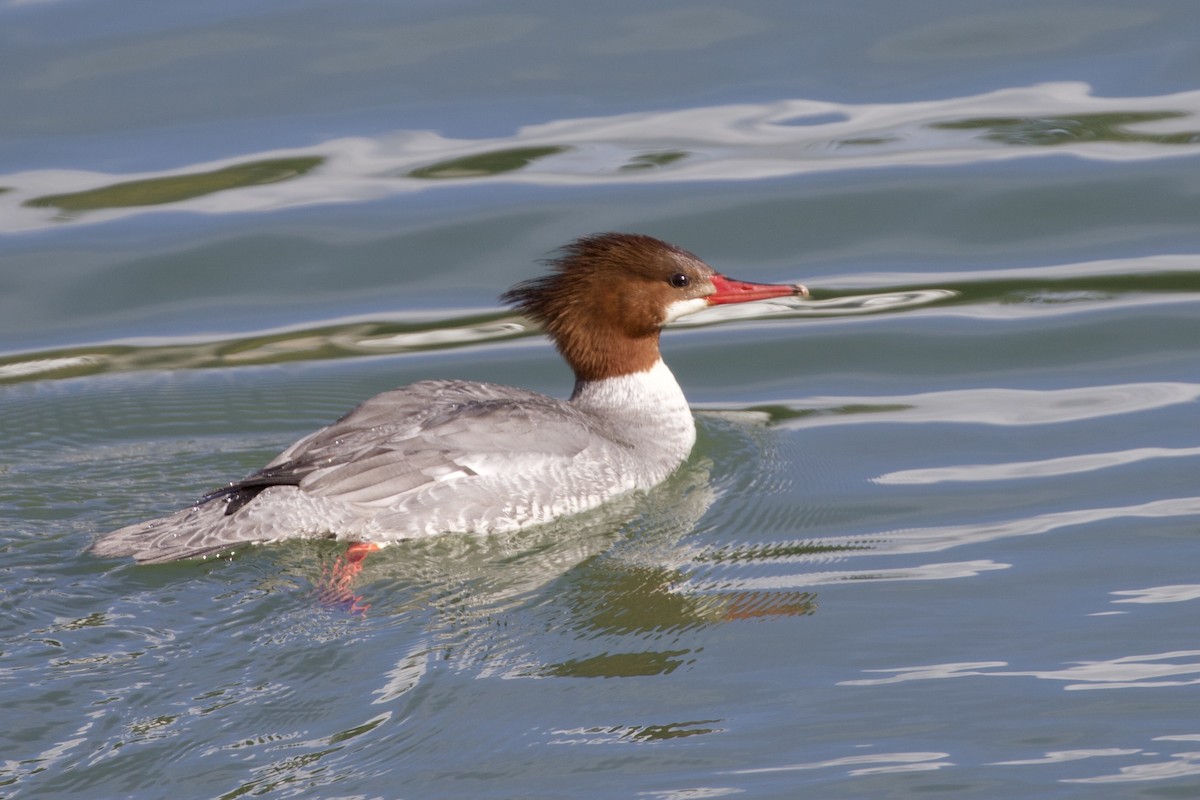 Common Merganser - ML318217821