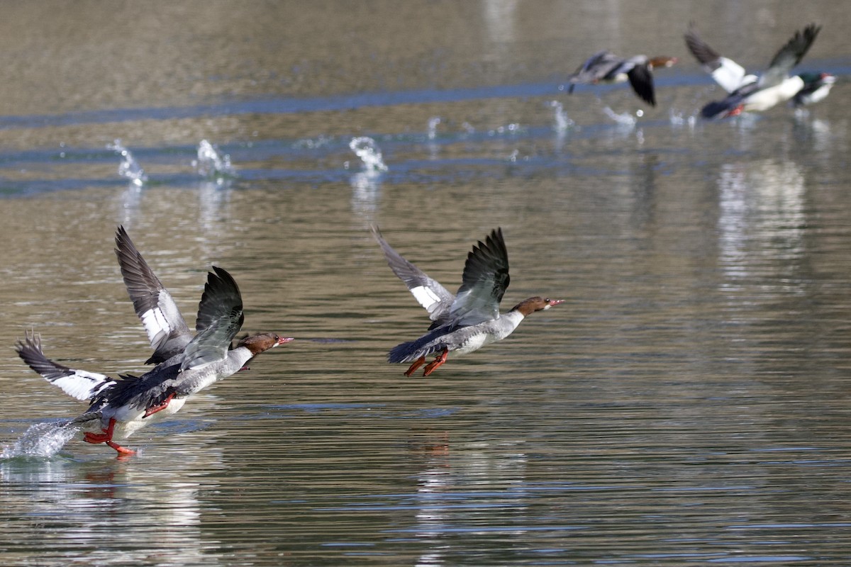 Common Merganser - ML318217851