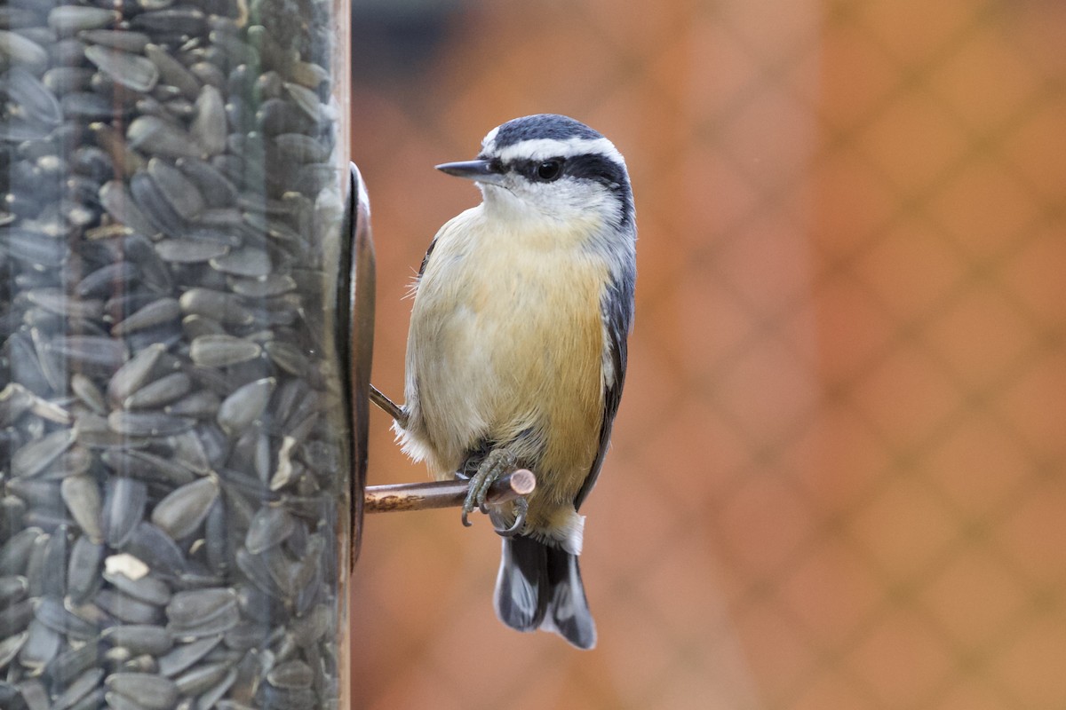 Red-breasted Nuthatch - Aaron Roberge