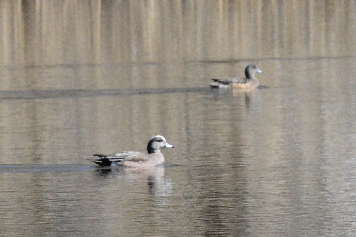 American Wigeon - ML318218741