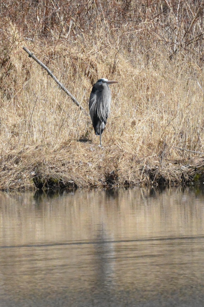 Great Blue Heron - ML318218991