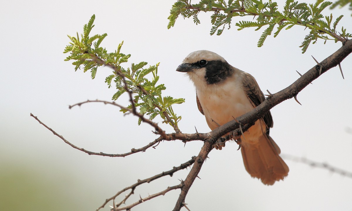 White-crowned Shrike - ML318219851