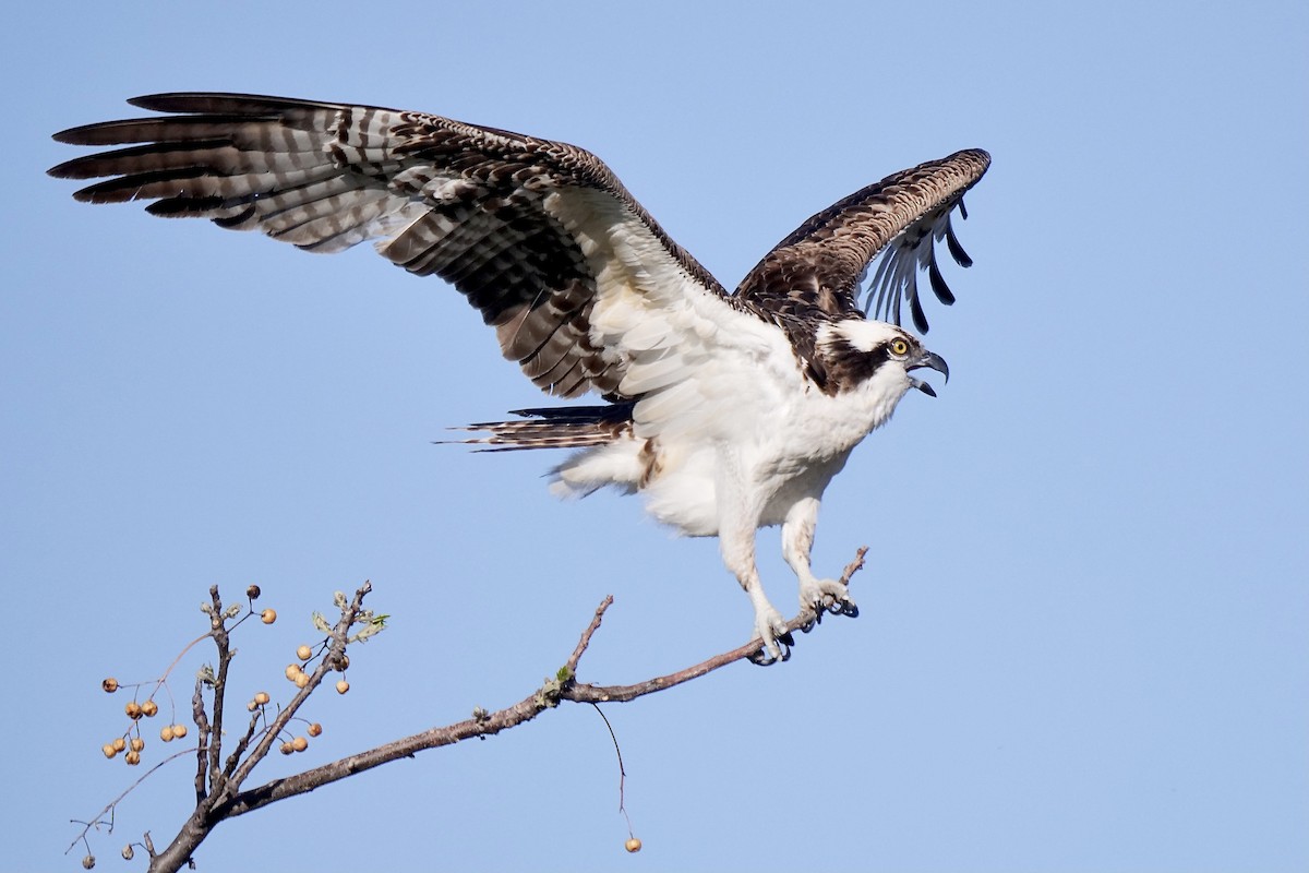 Osprey - Jeff Osborne