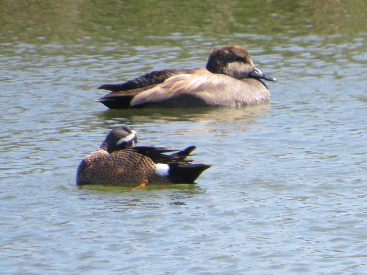Blue-winged Teal - ML318221401