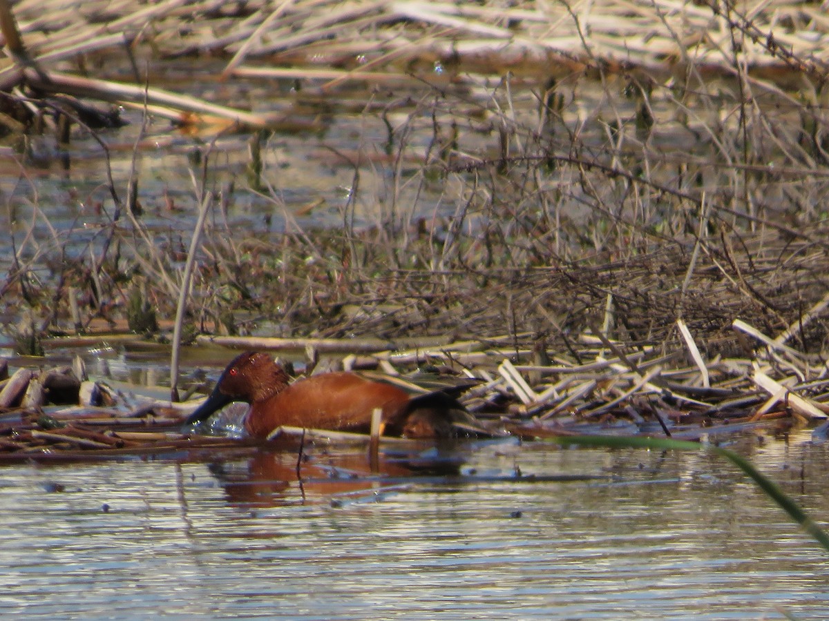 Cinnamon Teal - ML318221641