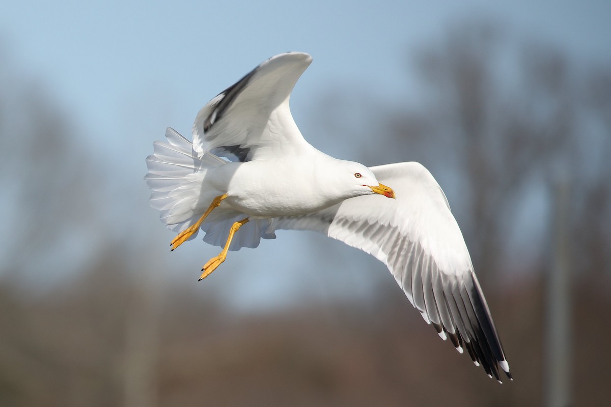 Lesser Black-backed Gull - ML318221711