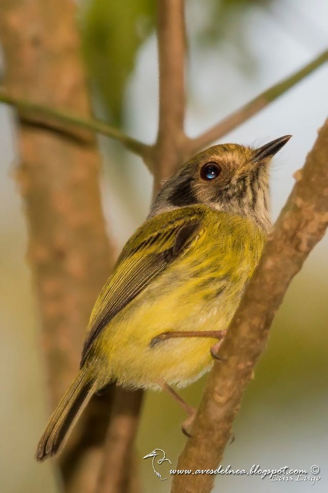 Eared Pygmy-Tyrant - Marcelo Allende