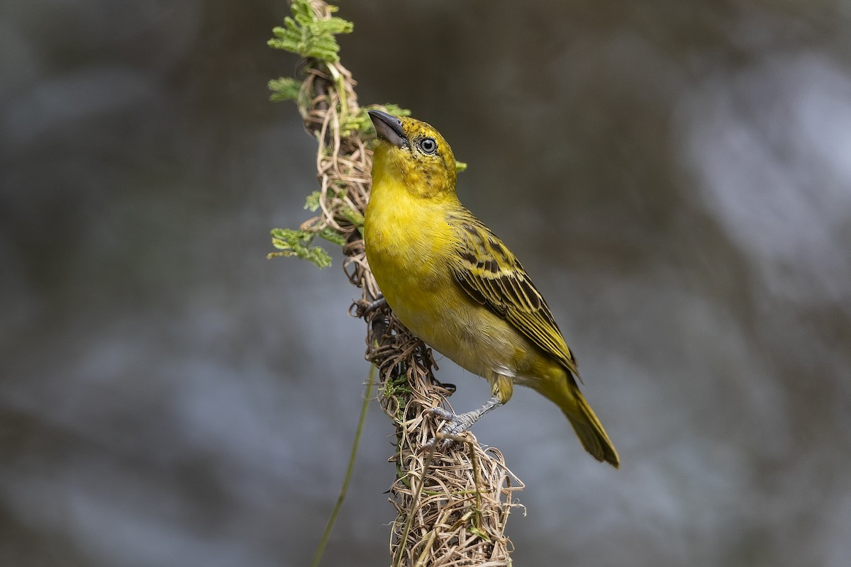 Lesser Masked-Weaver - ML318224021