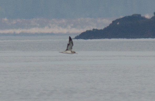 Cory's Shearwater - Alix d'Entremont