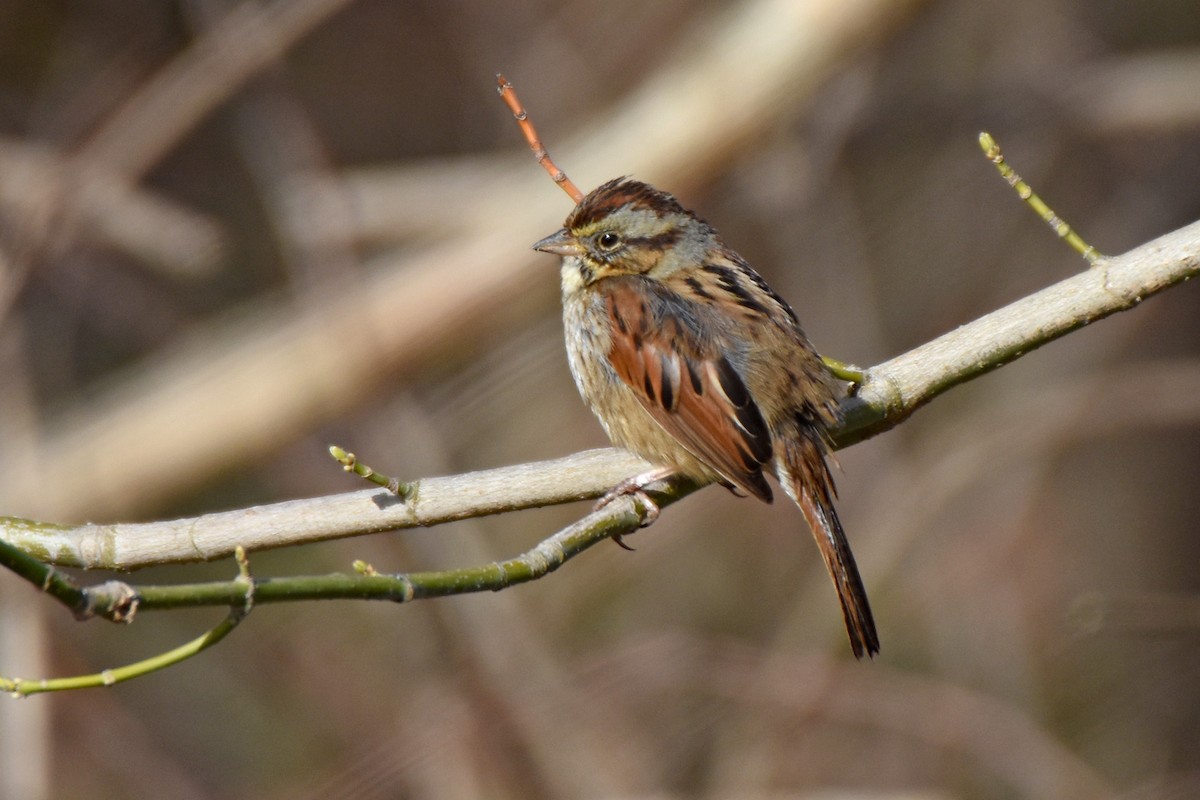 Swamp Sparrow - ML318227151