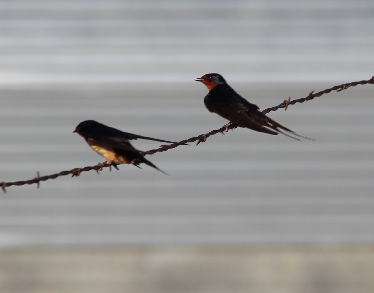 Barn Swallow - Jessie  Brantwein