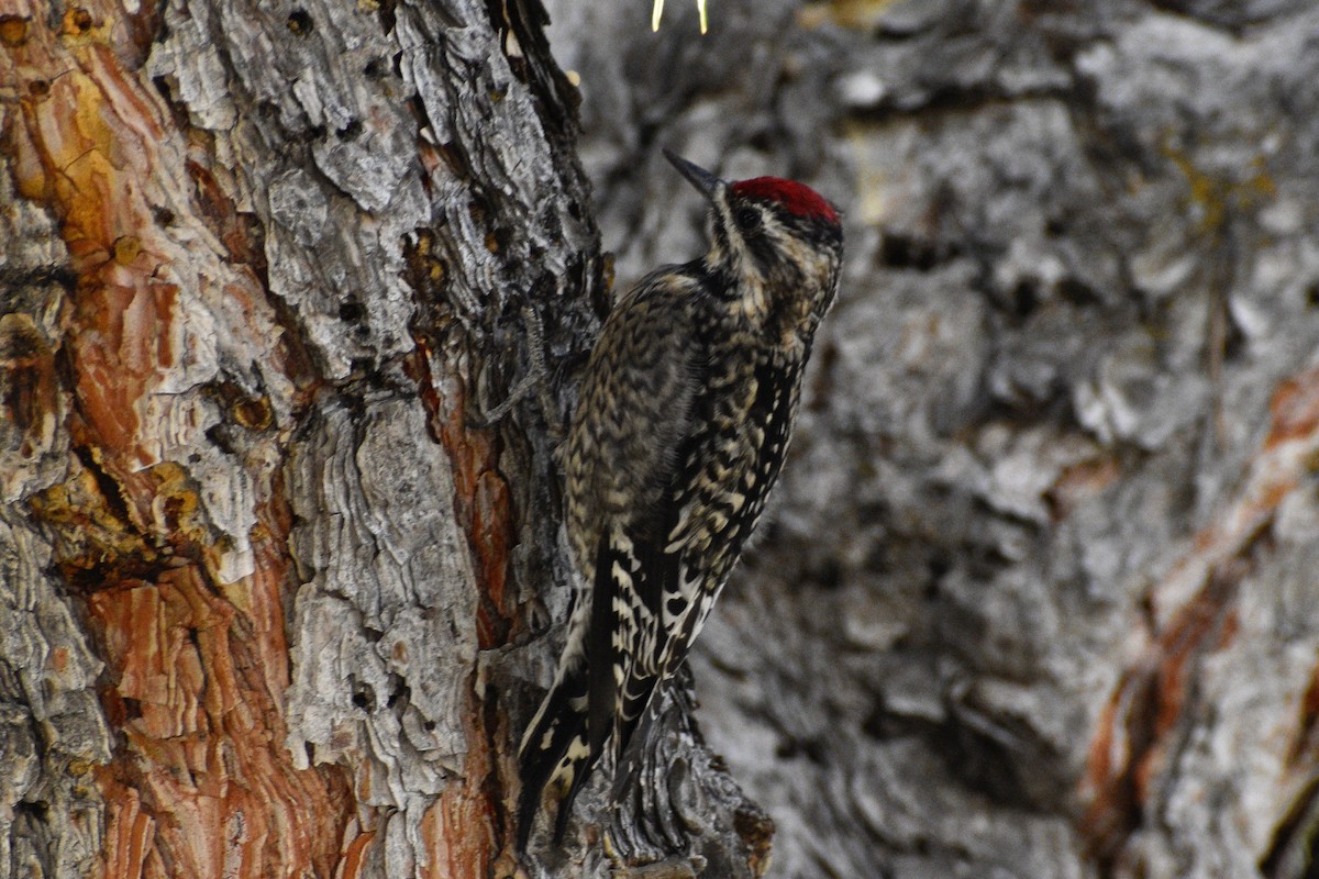 Yellow-bellied Sapsucker - ML318227791