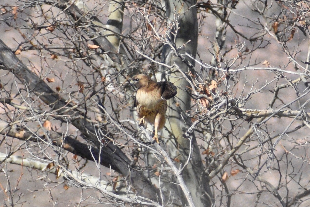 Red-tailed Hawk - ML318227801